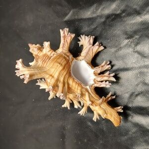Awesome, Rare Large Chicoreus Palmarosae. Long, frilly, leafy spines. 107.95mm
